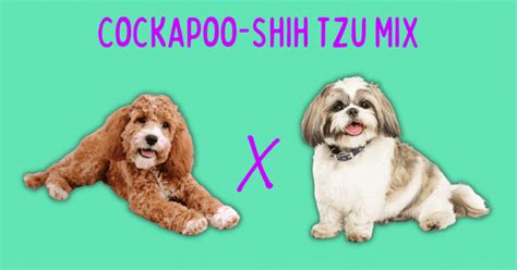 Image result for Cockapoo Shih Tzu