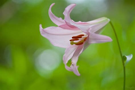 Divine Flowers for Japanese