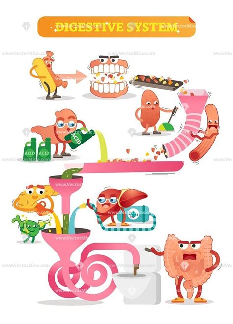 Digestive Process for Kids 的图像结果