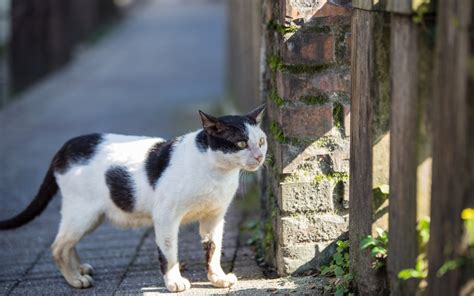 Download wallpaper cat, the fence, yard, section cats in resolution ...