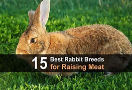 Image result for Meat Rabbit Growth Chart