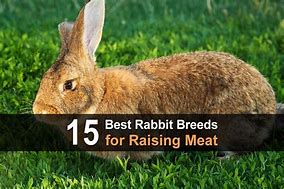 Image result for Rabbit Meat Farm