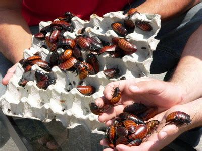 Cockroach Reaction 的图像结果