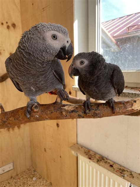 African grey vs Timneh grey : r/parrots