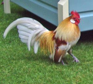 Image result for Molten Java Chicken