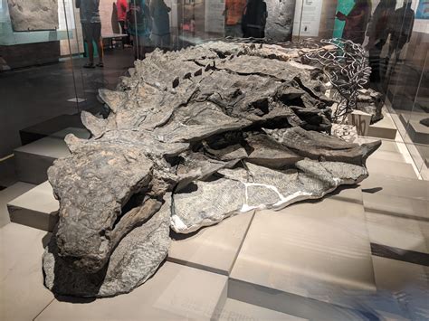 The best preserved dinosaur fossil ever discovered. : r ...