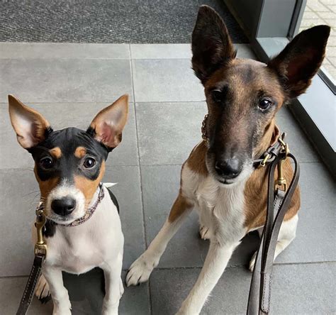 Dog-Friendly Cafes, Dog-Friendly Pubs, Dog-Friendly Bakeries Kent | Dog ...