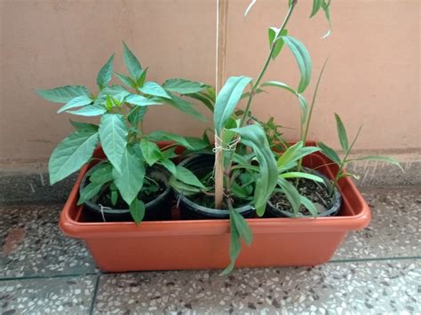 18 Inch Flower Pot, Plastic Rectangular Flower Pots, Vegetable Planter ...