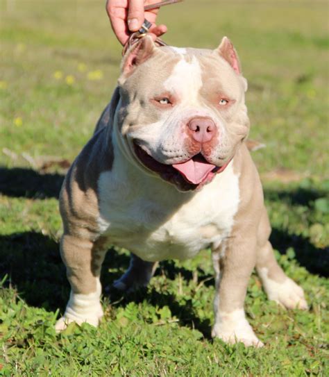 American Bully - Temperamento, características, comportamiento, origen
