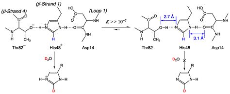 Significance of Histidine Hydrogen–Deuterium Exchange Mass Spectrometry ...