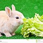 Image result for Funny Bunnies Eating