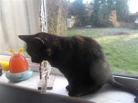 Image result for Pickle Script Kat