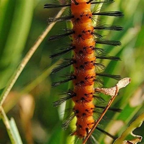 Oleander Caterpillars: What They Are & What To Do About Them?