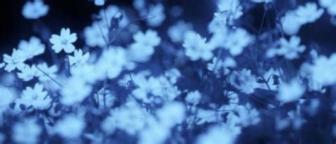 𝕿𝖍𝖊 𝖒𝖞𝖘𝖙𝖊𝖗𝖎𝖔𝖚𝖘 𝖘𝖙𝖗𝖆𝖓𝖌𝖊𝖗 𝖜𝖎𝖙𝖍 𝖙𝖍𝖊 𝖘𝖒𝖊𝖑𝖑 𝖔𝖋 𝖇𝖑𝖔𝖔𝖉 𝖆𝖓𝖉 𝖐𝖆𝖗𝖐𝖆𝖉𝖊 𝖙𝖊𝖆 ...