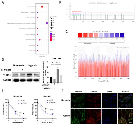 Yth m6A RNA-Binding Protein 1 Regulates Osteogenesis of MC3T3-E1 Cells ...