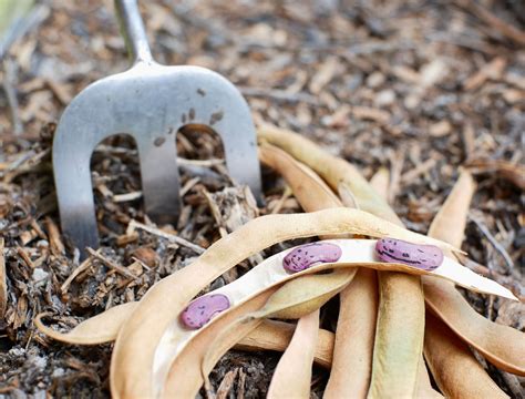 7 Tips for Growing Pinto Beans | Planting & Care Guide