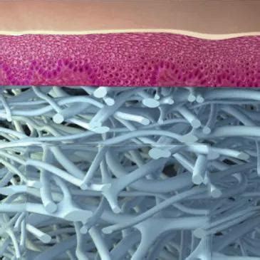 Image result for Dermal Matrix Application