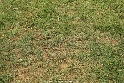 How To Remove Long Dead Grass at Keith Criswell blog
