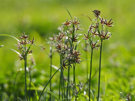 Cyperus Rotundus Flower