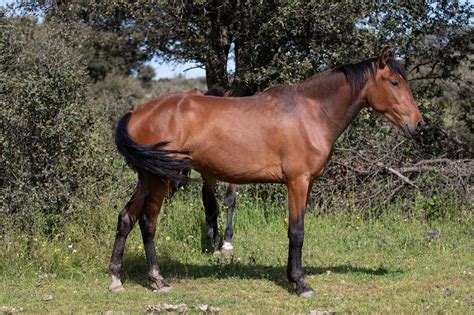 Mares - Yeguada La Perla