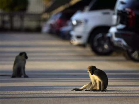 Celebrities: Monkeys near Florida airport delight visitors | The ...