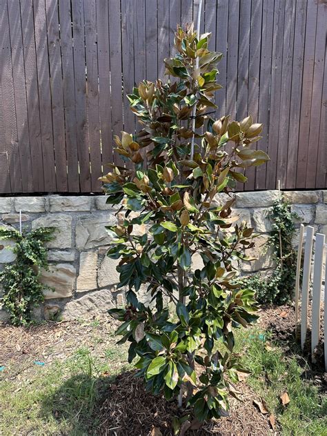 Little Gem Magnolia Size