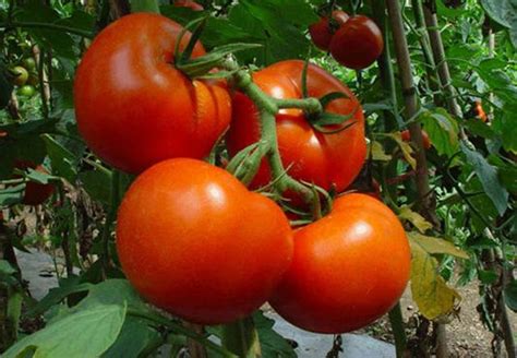 番茄用什么水溶肥好？番茄生长期用什么肥料产量高？番茄种植需要的肥料“昆仑风” - 知乎