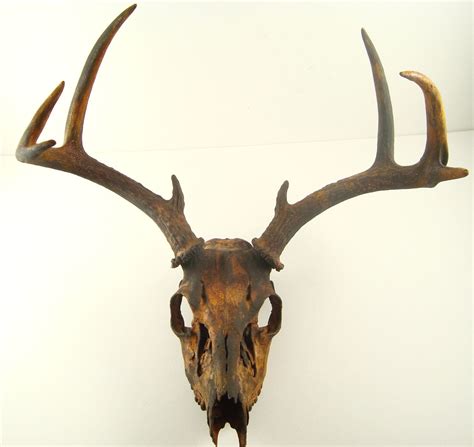 Bronze Deer Skull at Patrick Guinn blog