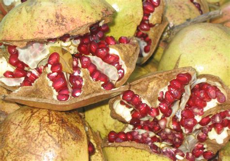 POMEGRANATE: SYMBOL OF ABUNDANCE AND FERTILITY - Living in Montenegro :)