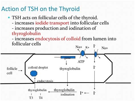 Image result for Thyroid Testing Algorithm