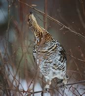 Winter wildlife watching!