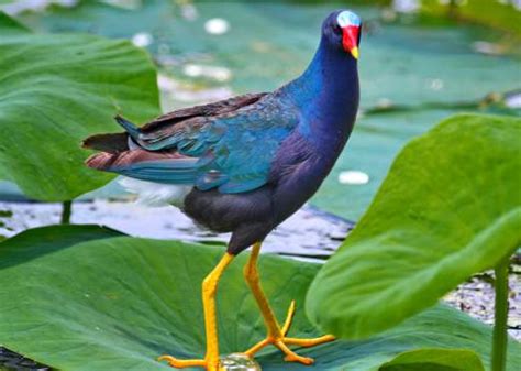 Exploring the Cattail Marsh | Scenic Wetlands & Wildlife