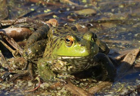 Jeremiah, Is That You? | Lagniappe