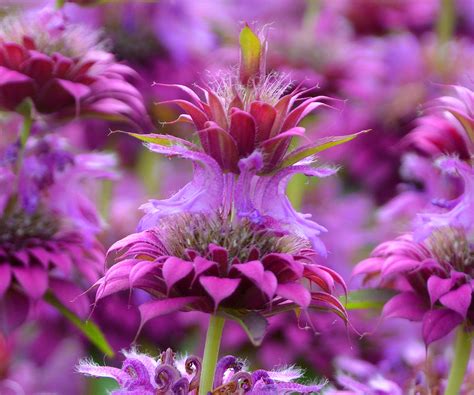 How to grow bee balm: why monarda is a must-have plant | Homes and Gardens