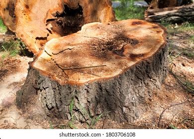 Image result for Tree Rot Slices