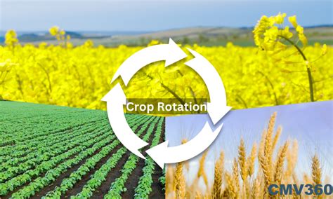 Image result for Crop Rotation