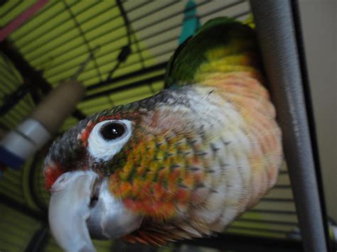 Image result for Fancy Conure