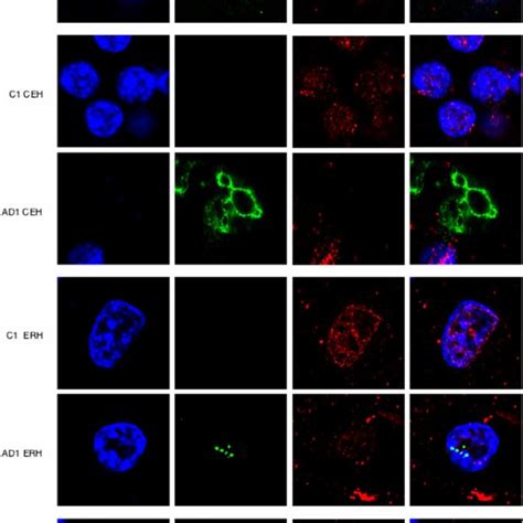 Image result for DAPI Staining 101