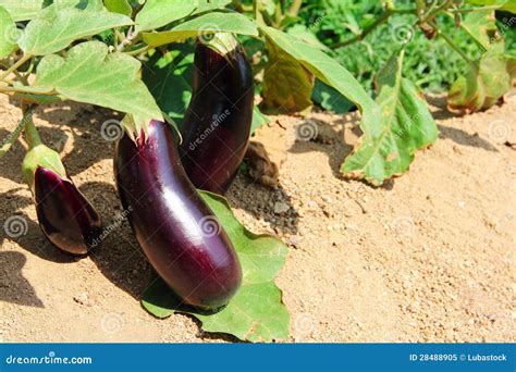 Eggplant Fruits Growing in the Garden Stock Image - Image of growing ...