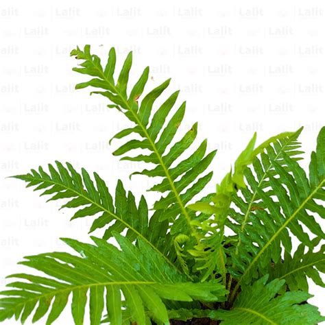 Tree Fern (Cyatheales Fern) - Plant – Lalit Enterprise