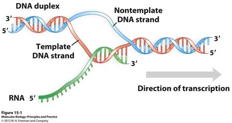 Image result for RNA DNA Explained