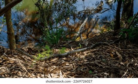 Image result for Australian Diamond Python