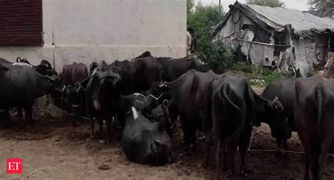 Economics of cow vigilantism: Dairy farmers either bribe or get lynched ...