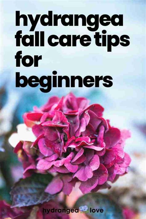 Hydrangea Tree Fall Care 的图像结果