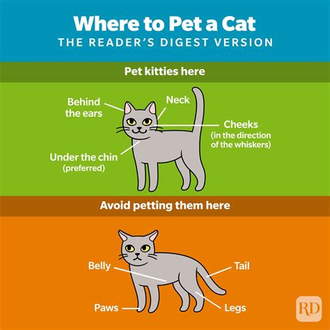 Where Do Cats Like to Be Petted — How to Pet a Cat the Right Way | Trusted Since 1922