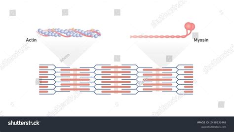 Image result for Actin Polymerization Process