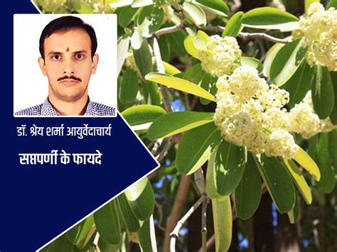 Ayurvedic benefits of Saptaparni in hindi | आयुर्वेदाचार्य से जानें ...