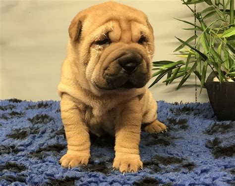 Shar Pei, We Have Two Beautiful Shar Pei Puppies, Dogs, for Sale, Price