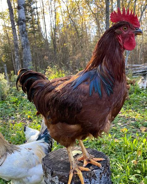 Image result for Chicken Fried Tutorial