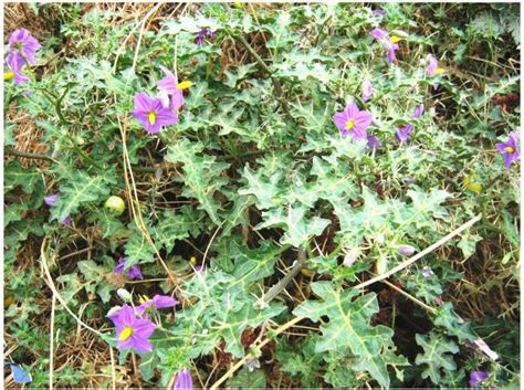 MODERN PLANT Live Blue Kateri/Kantakari/Solanum surattense Herbal Plant ...